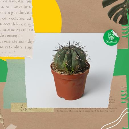 Echinocactus grusonii