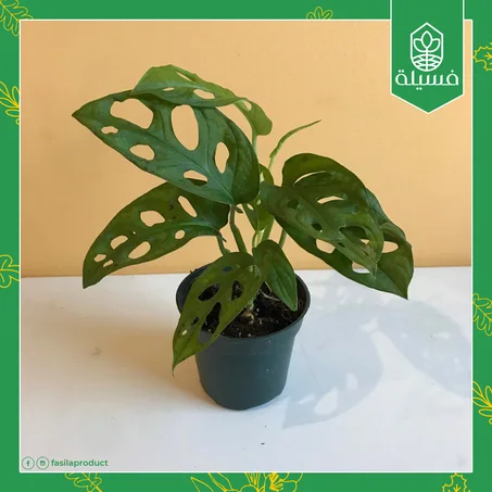 مونستيرا أدانسوني