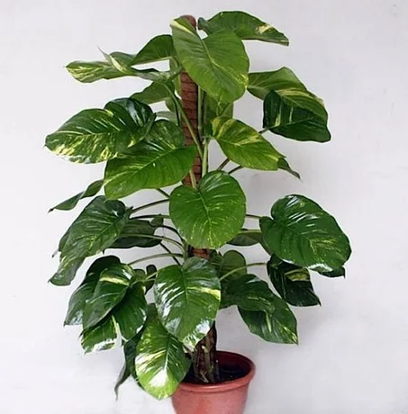 GIANT PHILODENDRON