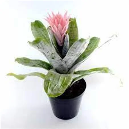 نبات الأخيميا