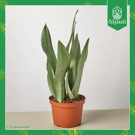 نبات الثعبان `ضي القمر`