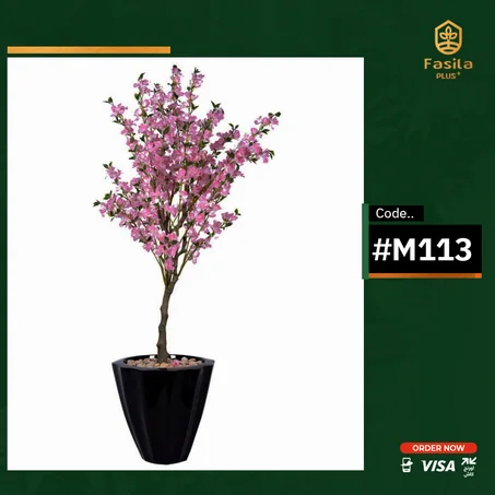 شجرة مشمش - كود المنتج #m113