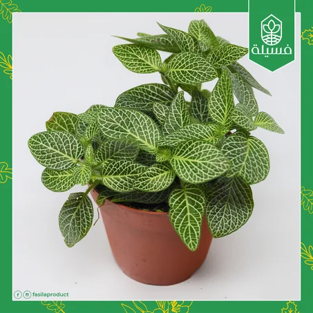 فيتونيا ألبيفينيس