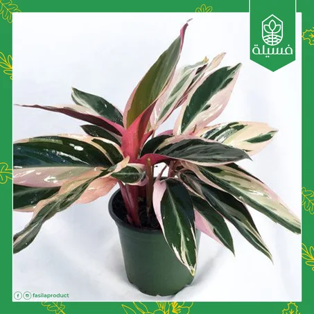 سيتينانثي أوبنهايمييانا