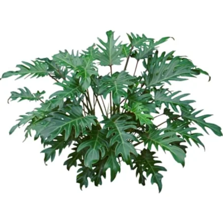 LACY TREE PHILODENDRON
