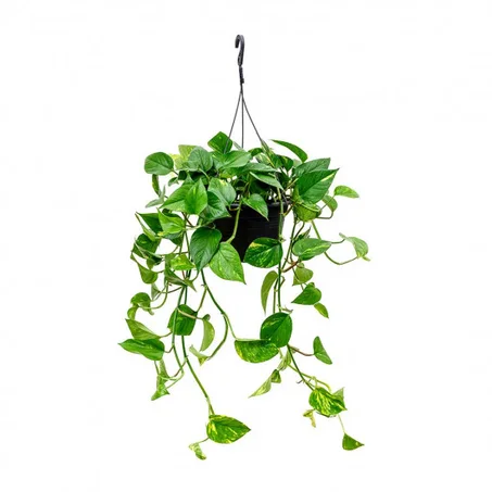 golden pothos plant
