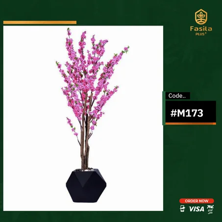 شجرة مشمش كود #M173