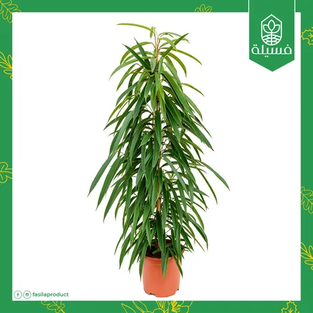 فيكس أمستل كوين