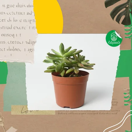 sedum nussbaumerianum