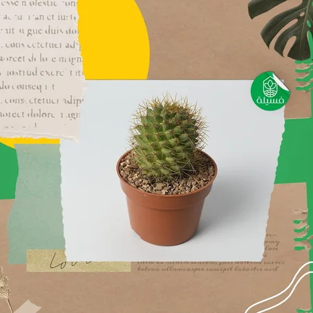 Mammillaria rhodantha