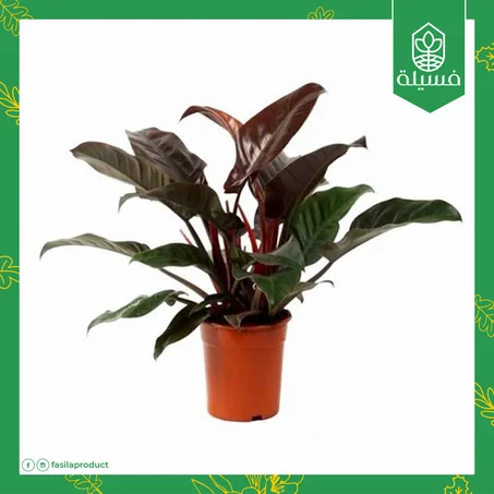 فيلودندرون امبريال أحمر