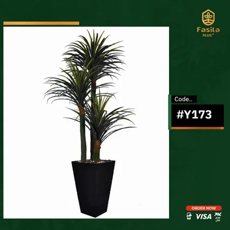 شجرة يوكا كود #Y173