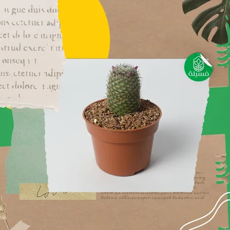 Mammillaria hahniana