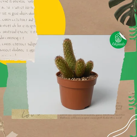 mammillaria elongata