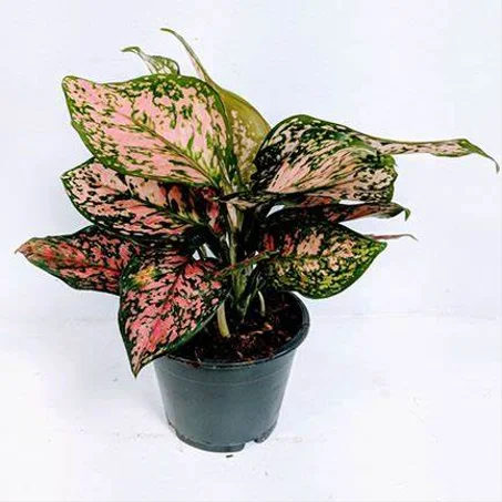 PINK AGLAONEMA