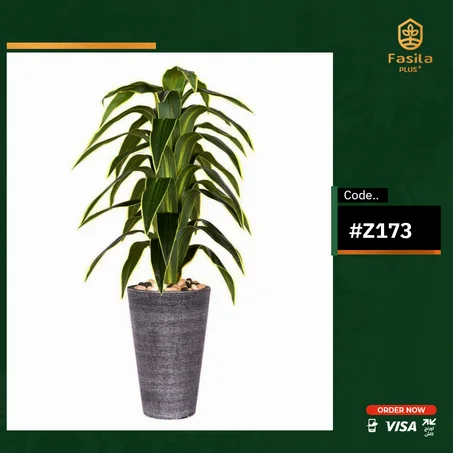 شجرة ذرة كود #Z173