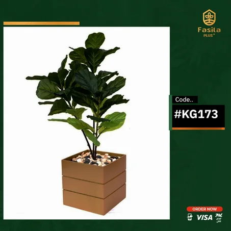 شجرة قزمة جوانه كود  	 #KG173