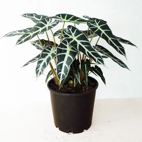 ALOCASIA BAMBINO