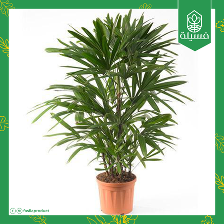 نخلة الرابس