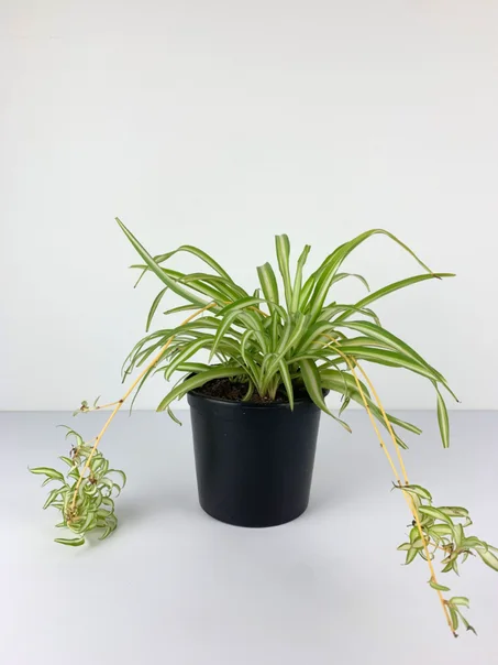 SPIDER PLANT