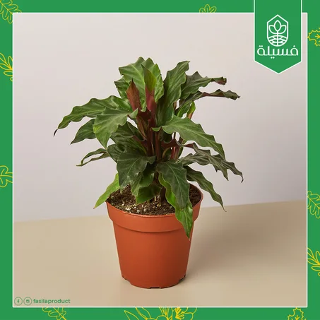 كالاثيا روفيباربا