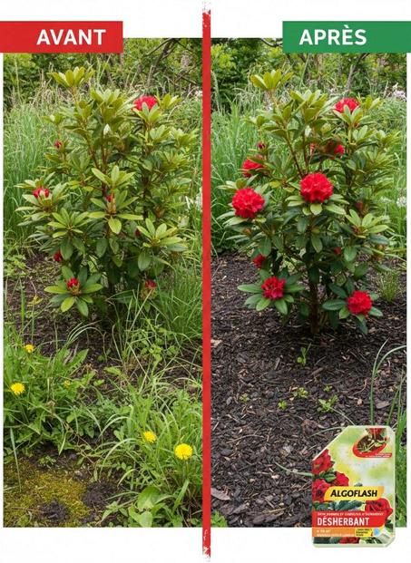 ALGOFLASH soin arbres et arbustes d'ornement Désherbant( LIVRAISON GRATUITE)