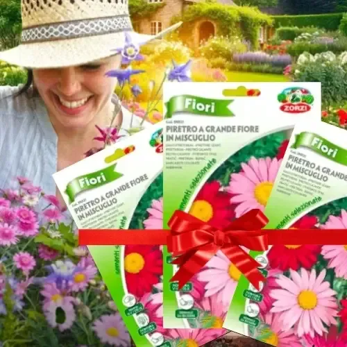 بذور الزهور الكندية