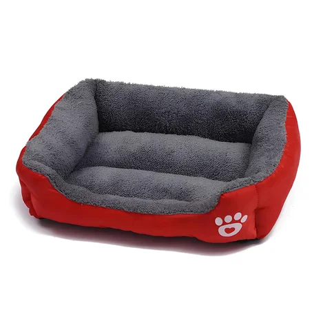 رعاية القطط