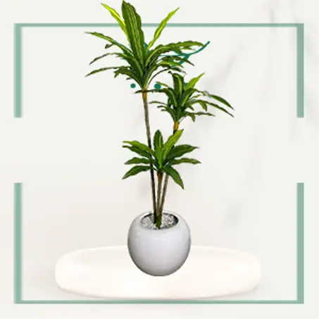Plantes de 1.5 metre