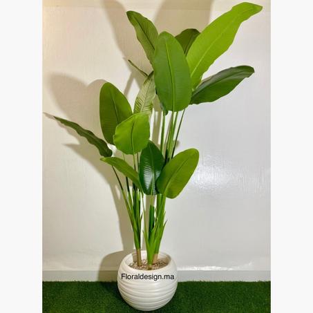 Grand Bananier      Dimensions 2m complet