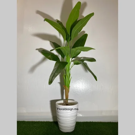 Bananier Tropical Ref-PM       Dimensions 1,50m complet