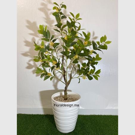 Citronnier          Dimensions : 1,30m complet