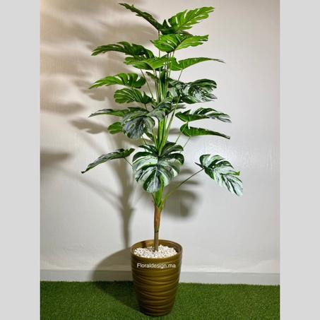 Philodendron Pot Doré           Dimensions : 1,6m complet