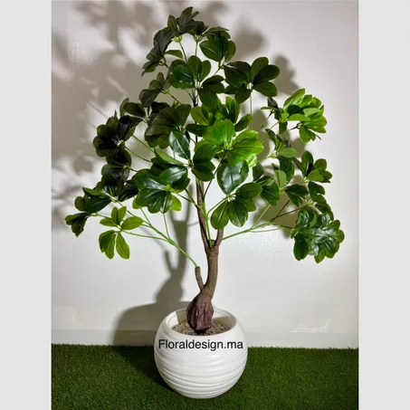 SCHEFFLERA            Dimensions : 1,50m complet
