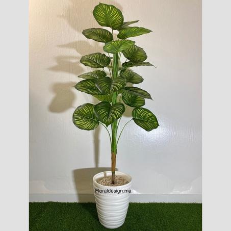Calathea REF-18F         Dimensions : 1,60m complet