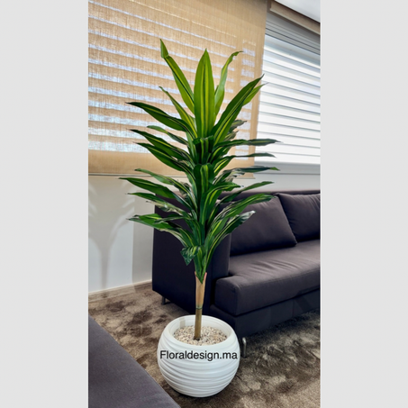 Pack Dracena + 3 Piéces Gratuits