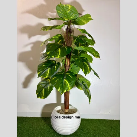 Grand Ficus           Dimensions : 1,5m complet