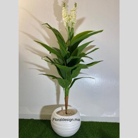 DRACENA DES NEIGES        Dimensions : 1,70m complet