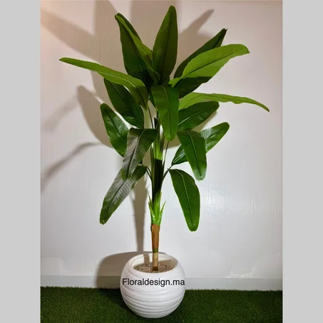 Bananier Tropical Ref-PG       Dimensions 1,70m complet