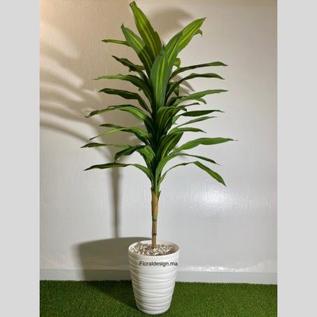 Dracena réf-PM           Dimensions : 1,7m complet