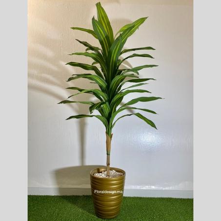 Dracena ref-PM Pot Doré          Dimensions : 1,7m complet