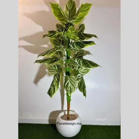 Aphelandra            Dimensions : 2m complet