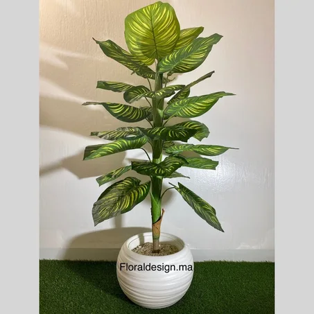 Calathea Ref-PG        Dimensions : 1,50m complet