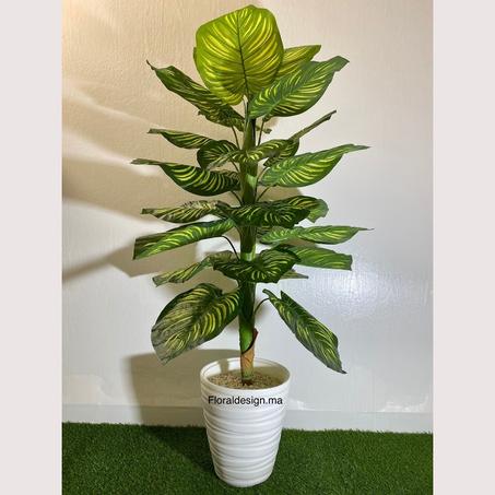 Calathea        Dimensions : 1,50m complet