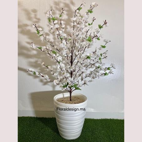 Amandier Blanc        Dimensions : 1,20m complet