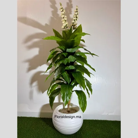 DRACENA DES NEIGES        Dimensions : 1,70m complet