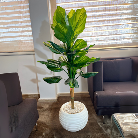 Pack BANANIER + 3 Pièces Déco Gratuite