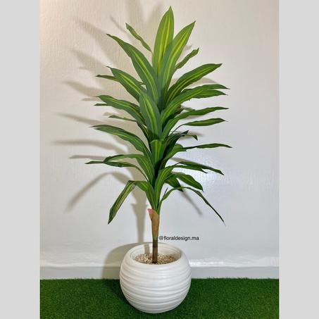 Dracena ref-PG           Dimensions : 1,7m complet
