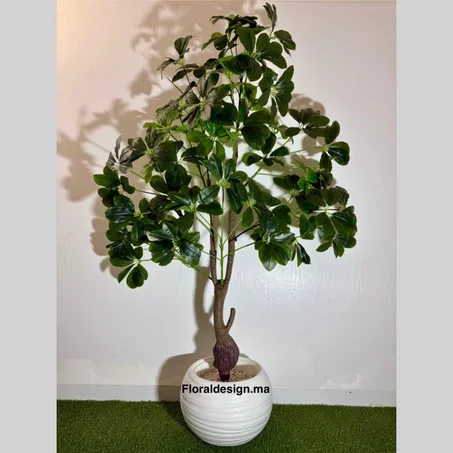 Grand SCHEFFLERA            Dimensions : 1,80m complet