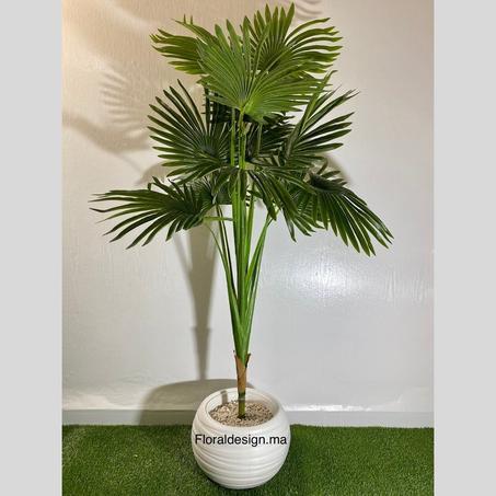 Palmier Livistona       Dimensions 1,80m complet